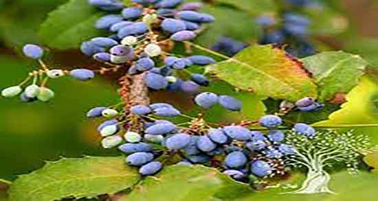 زرشک سیاه برای کبد چرب و آیا زرشک سیاه برای کبد چرب مفید است زرشک سیاه برای کبد چرب ؛ آیا زرشک سیاه برای کبد چرب مفید است