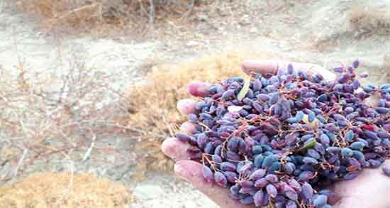 زرشک سیاه و دیابت ؛ مصرف زرشک کوهی برای کنترل قند خون