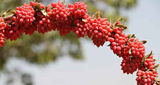 زرشک کوهی برای فشار خون بالا ؛ فواید زرشک کوهی برای فشار خون
