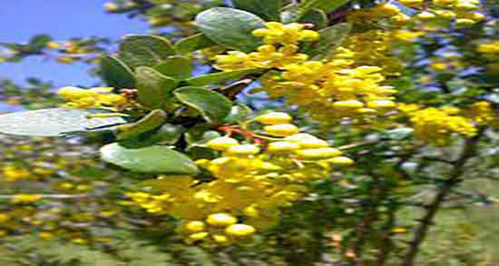 زرشک کوهی برای پریودی ؛ ایا دمنوش زرشک کوهی برای خونریزی مفیده