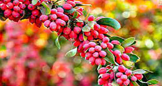 زرشک کوهی و دیابت ؛ ایا زرشک کوهی برای کنترل قند خون مفید است