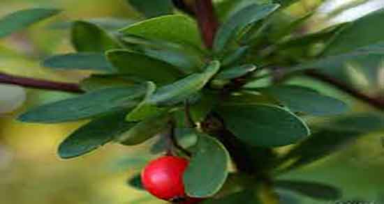 زرشک کوهی و عناب و فواید مصرف زرشک کوهی و عناب برای کم خونی زرشک کوهی و عناب ؛ فواید مصرف زرشک کوهی و عناب برای کم خونی