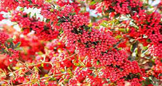 زرشک کوهی و قاعدگی ؛ فواید مصرف زرشک کوهی برای خونریزی
