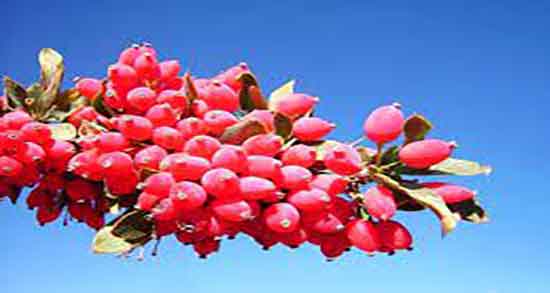 زرشک کوهی و قند خون ؛ ایا زرشک کوهی برای کنترل دیابت مفید است