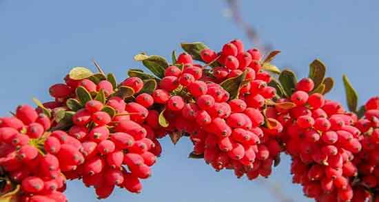 زرشک کوهی و چربی خون ؛ خواص مصرف زرشک کوهی برای چربی خون