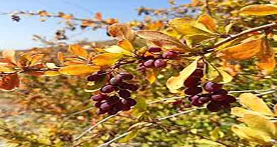 زرشک کوهی و کبد ؛ درمان چربی کبد با خوردم دمنوش زرشک کوهی