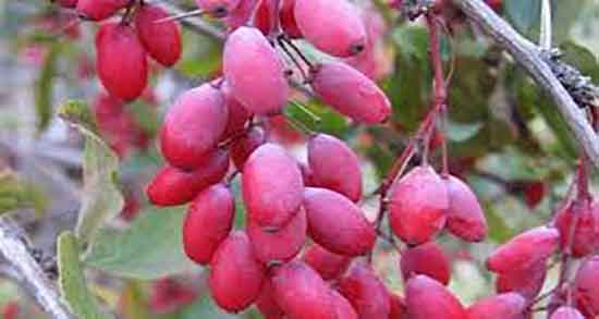 زرشک کوهی چه خاصیتی دارد و برگ زرشک کوهی چه فوایدی دارد زرشک کوهی چه خاصیتی دارد ؛ برگ زرشک کوهی چه فوایدی دارد