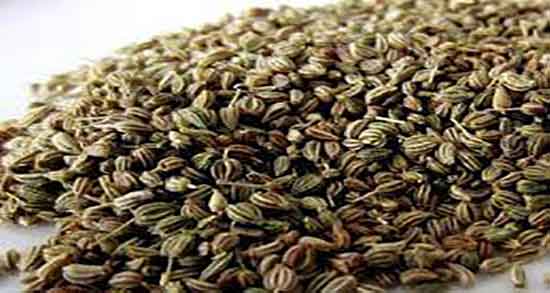 زنیان همان رازیانه است ؛ چگونه میتوان زنیان و رازیانه را از هم تشخیص داد