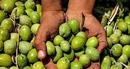 زیتون تلخ برای چی خوبه ؛ خاصیت مصرف روغن زیتون تلخ برای زخم معده