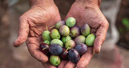 زیتون تلخ عقیم کننده ؛ چرا زیتون تلخ باعث عقیم شدن انسان میشه