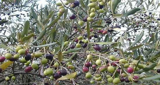 زیتون سیاه برای یبوست ؛ فواید مصرف زیتون سیاه برای درمان یبوست