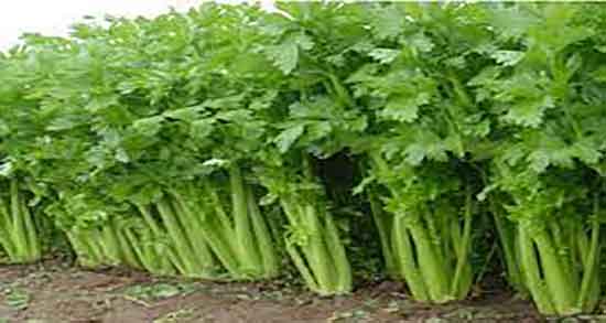 سبزی شاهی تبریزیان و فواید سبزی شاهی از نظر دکتر تبریزیان سبزی شاهی تبریزیان ؛ فواید سبزی شاهی از نظر دکتر تبریزیان