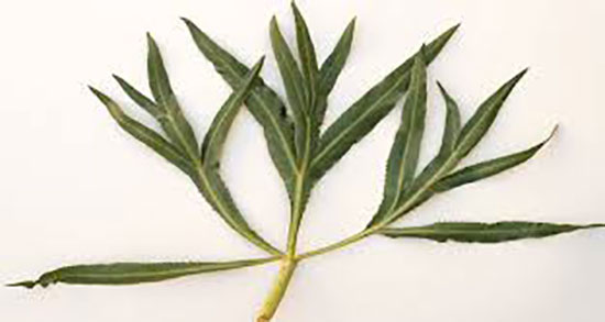 سبزی غازیاغی در بارداری ؛ جلوگیری از ویار با مصرف گیاه غازیاغی
