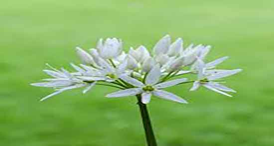 سبزی والک ؛ سبزی والک به زبان کردی + سبزی والک به انگلیسی