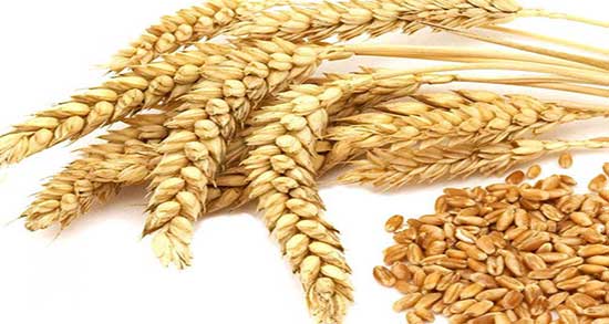 سبوس گندم برای یبوست ؛ طریقه مصرف سبوس گندم برای یبوست