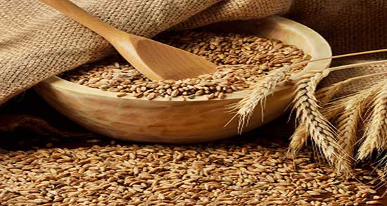 سبوس گندم در تغذیه طیور ؛ استفاده از سبوس گندم در تغذیه طیور