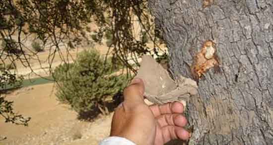 سقز و اسید معده ؛ چرا جویدن سقز باعث ترشح اسید معده میشود