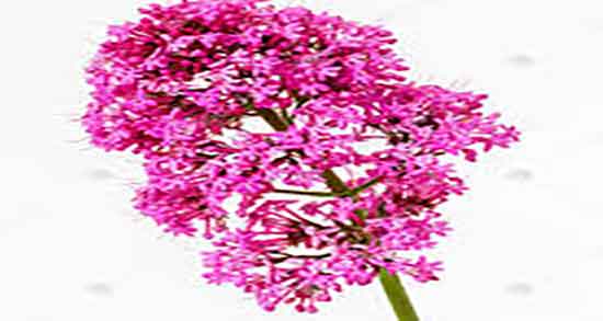 سنبل الطیب برای خواب ؛ خاصیت دمنوش سنبل الطیب برای بی خوابی