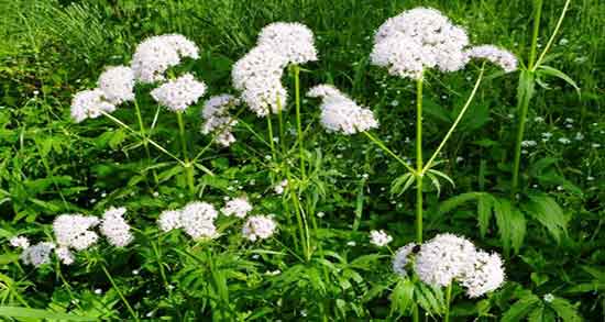 سنبل الطیب برای چی خوبه و سنبل الطیب برای عفونت رحم زنان سنبل الطیب برای چی خوبه ؛ سنبل الطیب برای عفونت رحم زنان