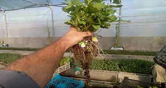 سنبل الطیب در طب سنتی ؛ خواص درمانی سنبل الطیب در طب سنتی