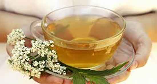 سنبل الطیب و اسطوخودوس و جوشانده سنبل الطیب و اسطوخودوس سنبل الطیب و اسطوخودوس ؛ جوشانده سنبل الطیب و اسطوخودوس