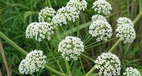 سنبل الطیب و گربه و مصرف مفید سنبل الطیب و علف گربه برای گلو درد سنبل الطیب و گربه ؛ مصرف مفید سنبل الطیب و علف گربه برای گلو درد