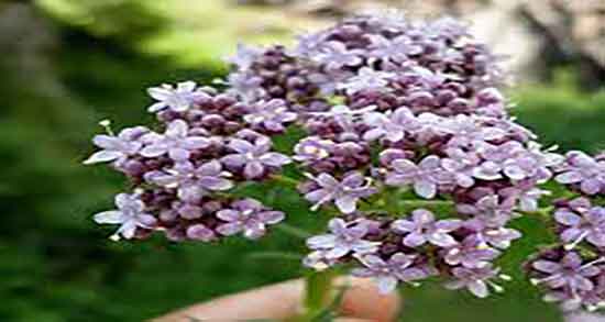 سنبل الطیب و گل گاوزبان و مصرف سنبل الطیب اسطوخودوس گل گاوزبان سنبل الطیب و گل گاوزبان ؛ مصرف سنبل الطیب اسطوخودوس گل گاوزبان