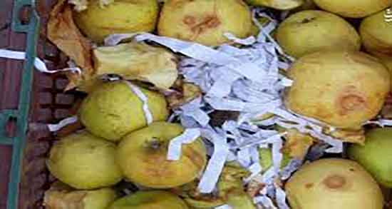 سیب درختی برای تب ؛ ایا خوردن سیب درختی از تب و لرز جلوگیری میکند