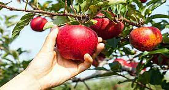 سیب درختی برای دیابت خوب است ؛ فواید سیب درختی برای قند خون
