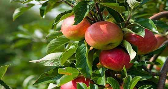 سیب درختی برای سگ ؛ ایا میتوان به سگ ها سیب درختی داد یا نه