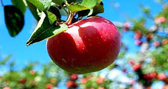 سیب درختی برای فشار خون ؛ کنترل فشار خون زنان باردار با سیب درختی
