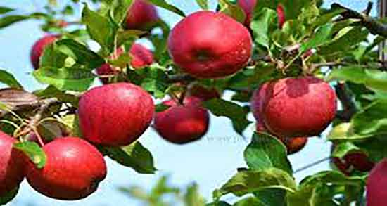 سیب درختی برای معده ؛ درمان نفخ معده با مصرف سیب درختی تازه