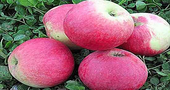 سیب درختی برای چاقی صورت ؛ ایا سیب درختی برای زیبایی پوست مفیده