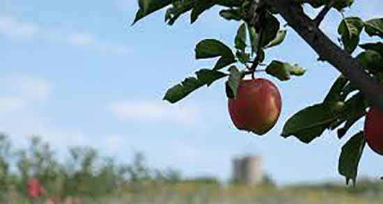 سیب درختی برای چی خوبه ؛ خاصیت مصرف سیب درختی برای لاغری
