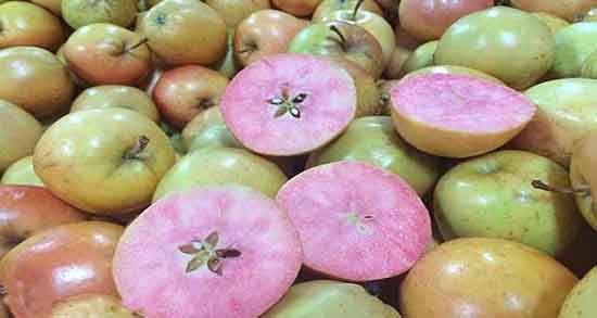 سیب درختی برای کبد چرب ؛ درمان چربی کبد با خوردن سیب درختی