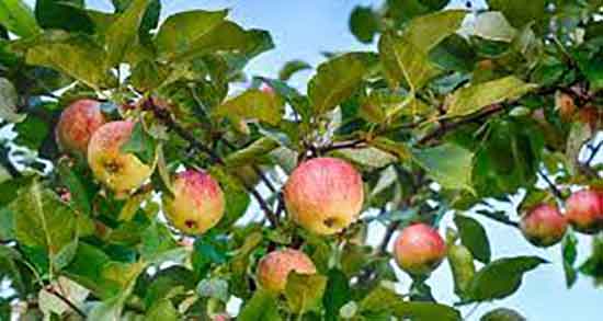 سیب درختی در درمان اسهال ؛ فواید سیب درختی برای اسهال کودکان