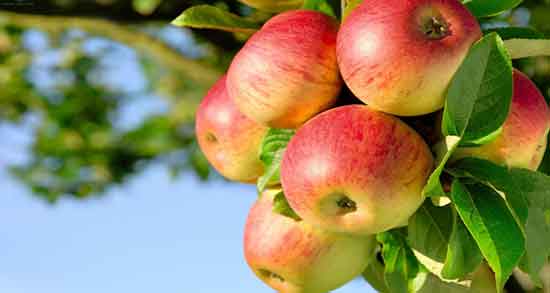 سیب درختی در رژیم کتوژنیک ؛ ایا سیب درختی برای رژیم کتوژنیک مفیده