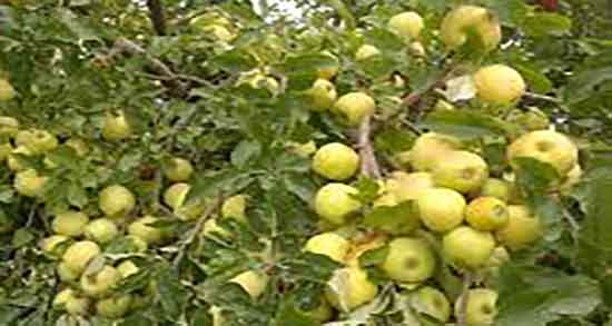 سیب درختی نفخ دارد ؛ ایا خوردن سیب درختی برای بدن نفاخ است