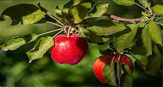 سیب درختی و تب ؛ درمان تب کودکان با استفاده از اب سیب درختی
