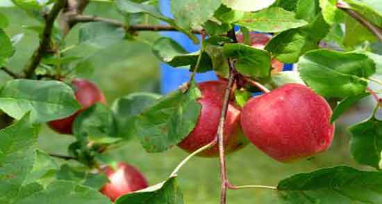 سیب درختی و تیروئید ؛ خاصیت سیب درختی برای درمان کم کاری تیروئید