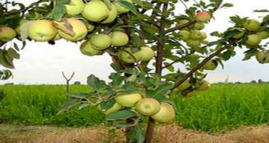 سیب درختی و عسل ؛ فواید مصرف سیب درختی با عسل برای معده
