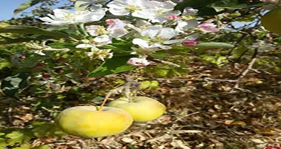 سیب درختی و فشار خون ؛ خاصیت سیب درختی برای کنترل فشار خون