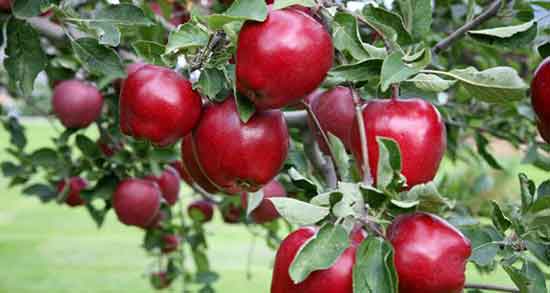 سیب درختی و پنیر ؛ ترکیب سیب درختی و پنیر برای وعده صبحانه