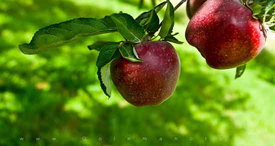 سیب درختی و چاقی ؛ فواید مصرف سیب درختی برای چاقی صورت