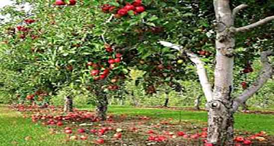 سیب درختی و کبد چرب ؛ درمان چربی کبد با مصرف روزانه سیب درختی