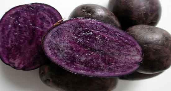سیب زمینی بنفش تراریخته و همه چیز درباره خواص و مضرات سیب زمینی بنفش تراریخته سیب زمینی بنفش تراریخته ؛ همه چیز درباره خواص و مضرات سیب زمینی بنفش تراریخته