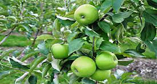 سیب سبز و لاغری ؛ چربی سوزی شکم و پهلو با خوردن سیب سبز