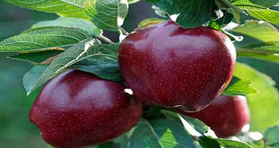 سیب قرمز برای چی خوبه ؛ فواید مصرف سیب قرمز برای زیبایی پوست