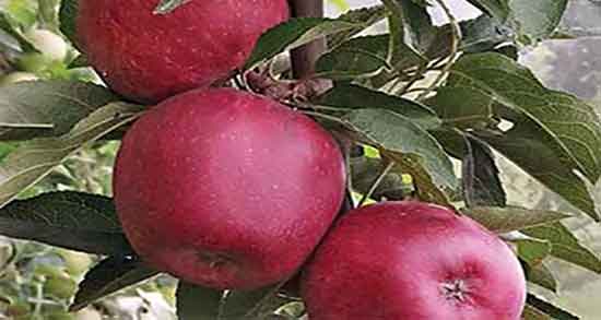 سیب و عسل برای اسهال و درمان اسهال کودکان با مصرف سیب و عسل سیب و عسل برای اسهال ؛ درمان اسهال کودکان با مصرف سیب و عسل