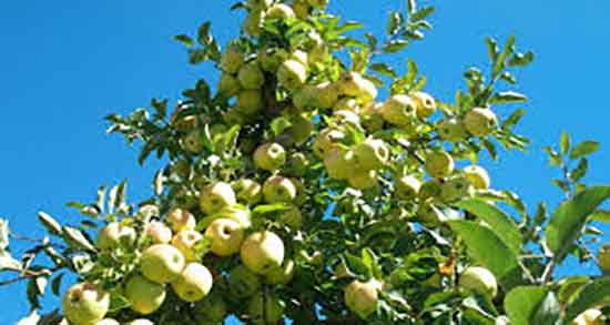 سیب و عسل برای سرماخوردگی ؛ ترکیب سیب و عسل برای گلو درد